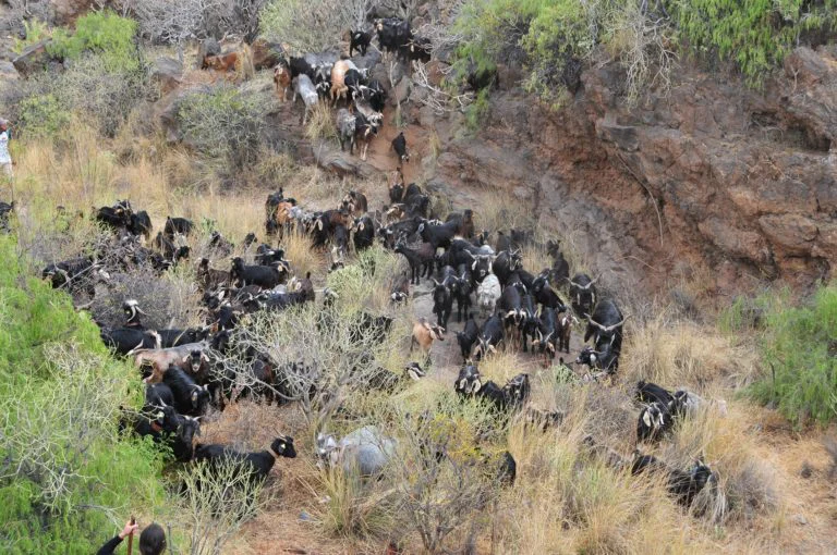 Rebano-de-cabras-en-un-barranco-de-El-Chorrillo-768x510